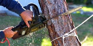 Best Tree Health Inspection  in Plafield, IN