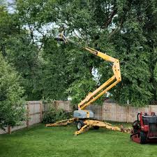 Best Tree Trimming and Pruning  in Plafield, IN