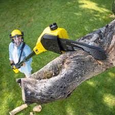 Best Lawn Dethatching  in Plafield, IN