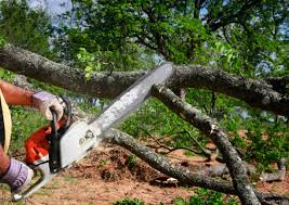 How Our Tree Care Process Works  in  Plainfield, IN