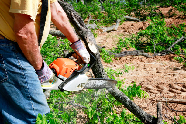 Best Emergency Tree Removal  in Plafield, IN